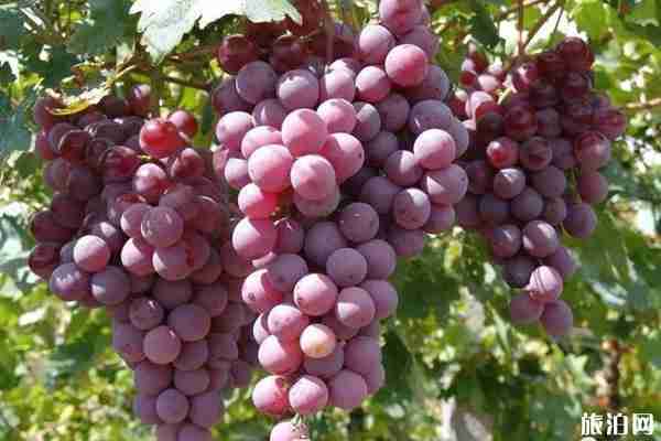 2019扬州葡萄采摘时间+地址+交通 2019扬州葡萄采摘时间+地址+交通