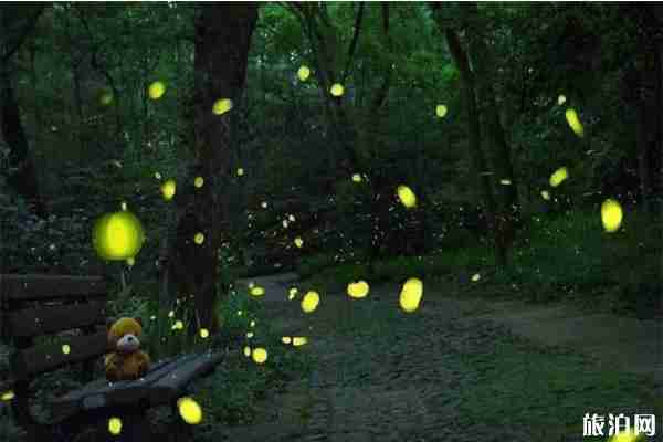 武汉萤火虫湿地公园在哪里 门票信息 武汉萤火虫湿地公园在哪里 门票信息