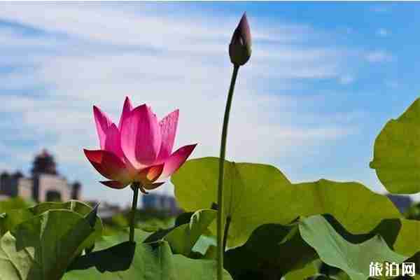 2019江西莲花县莲文化旅游节 活动+时间 2019江西莲花县莲文化旅游节 活动+时间