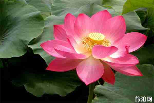 2019江西莲花县莲文化旅游节 活动+时间 2019江西莲花县莲文化旅游节 活动+时间