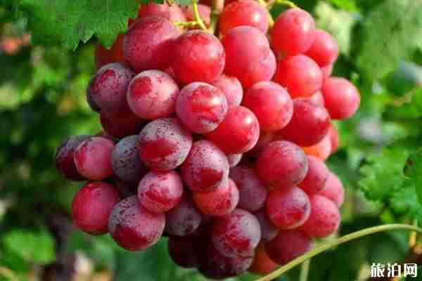 2019昆明葡萄采摘時(shí)間+地址+價(jià)格 2019昆明葡萄采摘時(shí)間+地址+價(jià)格