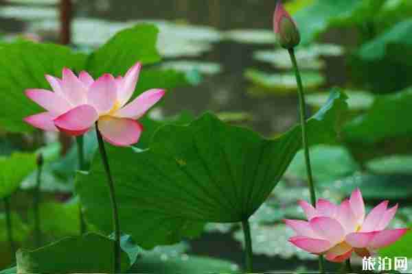 2019無錫荷花觀賞時間+地點+門票+交通