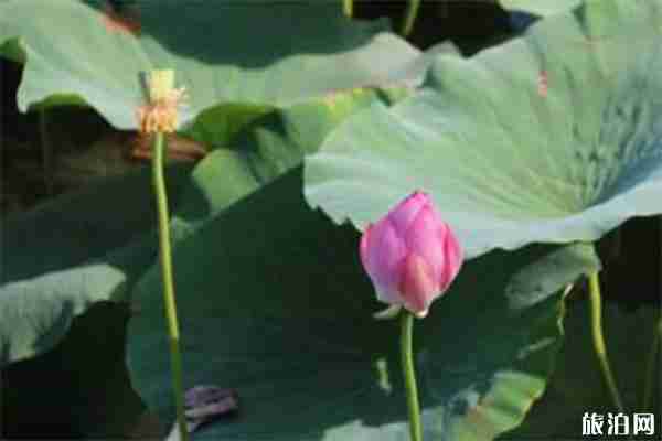 濟南太白湖新區(qū)荷花觀賞指南