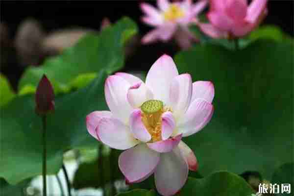 濟南太白湖新區(qū)荷花觀賞指南