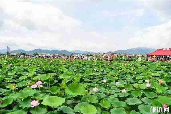 韶關(guān)始興縣頓崗鎮(zhèn)荷花觀賞指南