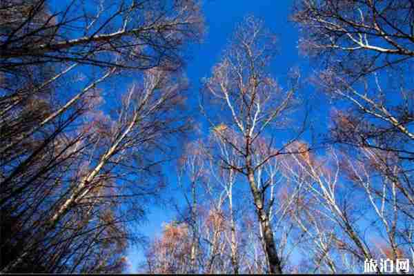 白草洼森林公園門票多少錢 白草洼景點有哪些
