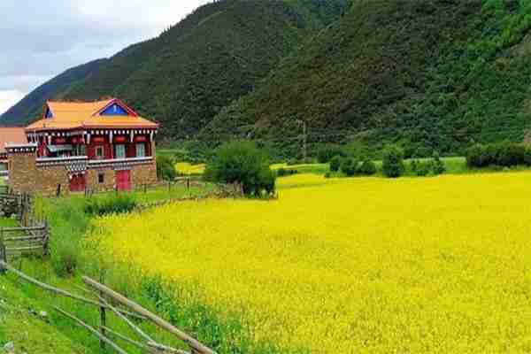 甘孜道孚八美油菜花观赏指南