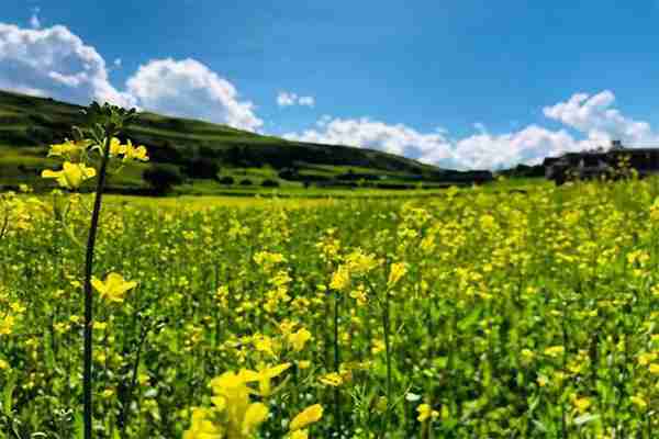 甘孜道孚八美油菜花观赏指南