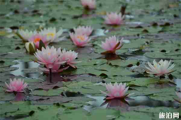 上海崇明荷花博览园 门票+荷花信息 上海崇明荷花博览园 门票+荷花信息