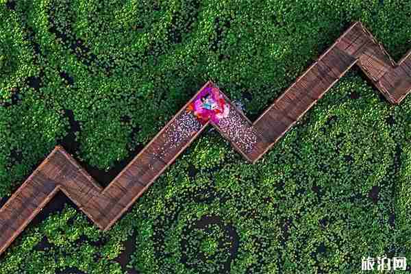 上海崇明荷花博览园 门票+荷花信息 上海崇明荷花博览园 门票+荷花信息