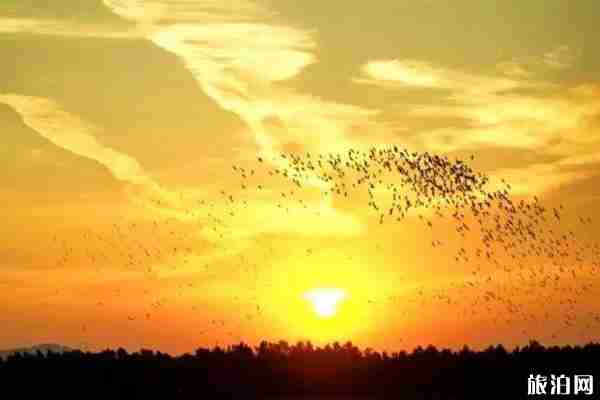 南沙湿地公园可以狗吗 单车+滑板