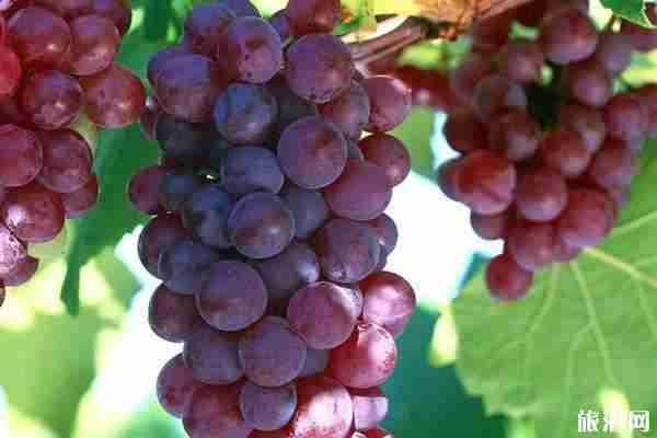 郑州葡萄采摘园2019价格+地址+最佳采摘时间 郑州葡萄采摘园2019价格+地址+最佳采摘时间