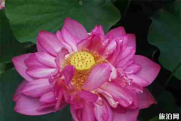 2019上海松江荷花节 地址+门票