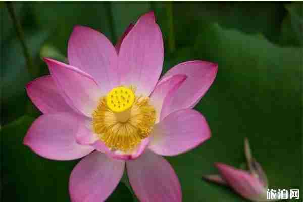 2019上海松江荷花节 地址+门票