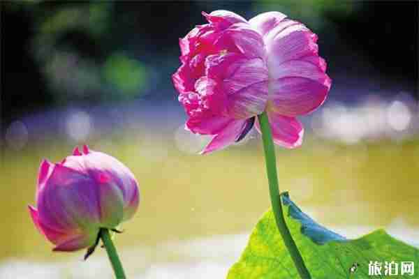 2019重庆大足荷花节7月20日开启 2019重庆大足荷花节7月20日开启