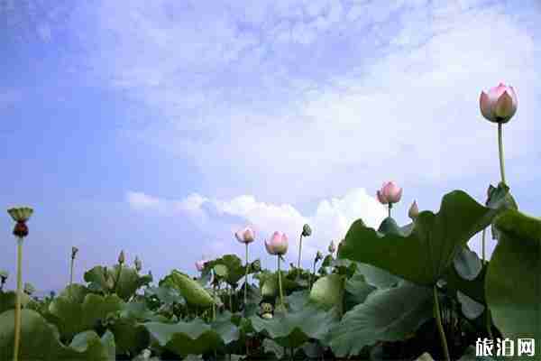 2019重庆大足荷花节7月20日开启 2019重庆大足荷花节7月20日开启