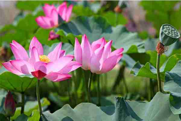 山西襄汾荷花节是几月几日 山西襄汾荷花节是几月几日