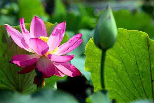 山西襄汾荷花节是几月几日 山西襄汾荷花节是几月几日
