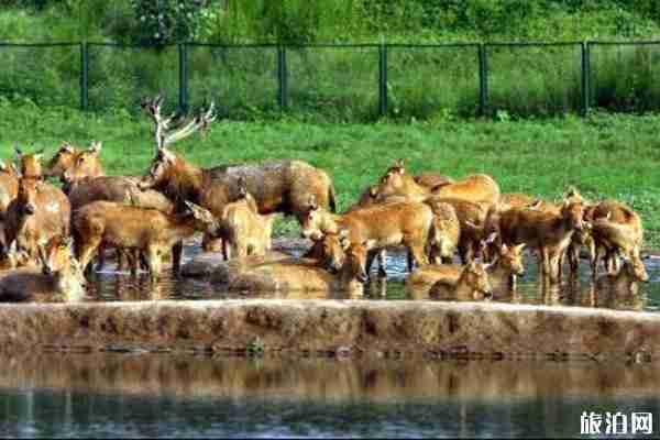 北京麋鹿苑博物館開放時間+官網+參觀路線+簡介 北京麋鹿苑博物館開放時間+官網+參觀路線+簡介