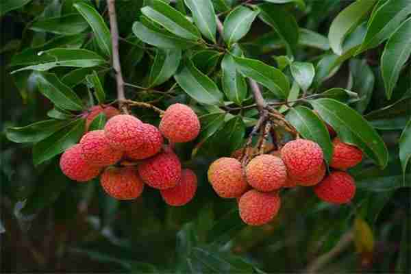 莆田荔枝采摘点