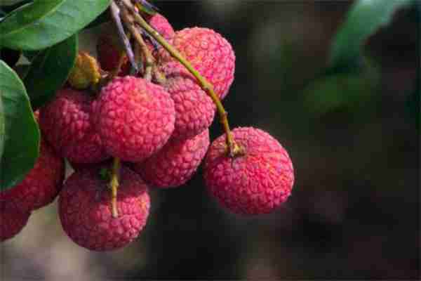 莆田荔枝采摘点