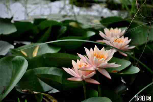 枣庄旅游景点都有哪些地方