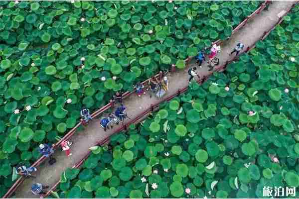 2019嘉興秀洲王江涇荷花節(jié) 時(shí)間+活動(dòng)內(nèi)容 2019嘉興秀洲王江涇荷花節(jié) 時(shí)間+活動(dòng)內(nèi)容