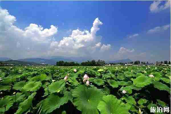 2019嘉興秀洲王江涇荷花節(jié) 時(shí)間+活動(dòng)內(nèi)容 2019嘉興秀洲王江涇荷花節(jié) 時(shí)間+活動(dòng)內(nèi)容