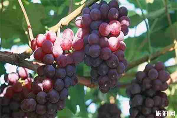 2019吉安橫江葡萄節(jié) 時間+地點