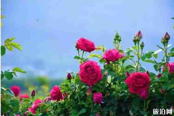 南寧花雨湖景區門票+玻璃棧道費用