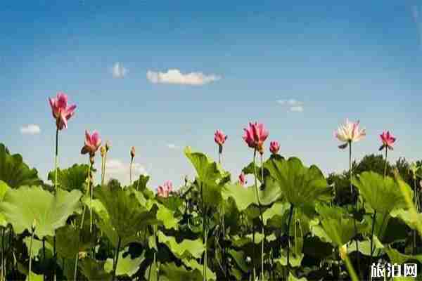 2019安鄉(xiāng)荷花節(jié) 時(shí)間+活動(dòng)內(nèi)容