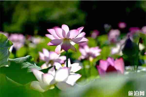 鄂州蒲團荷花節 地址+活動內容 鄂州蒲團荷花節 地址+活動內容