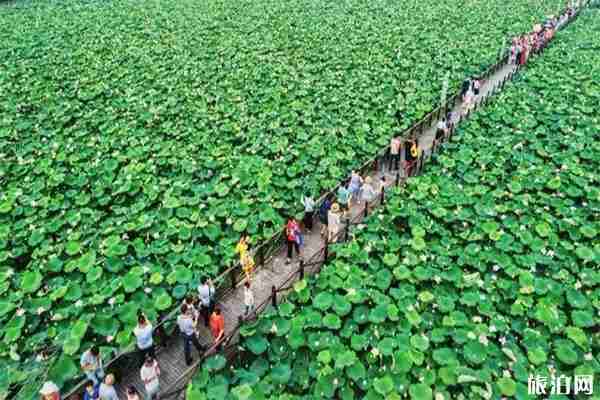 鄂州蒲團荷花節 地址+活動內容 鄂州蒲團荷花節 地址+活動內容