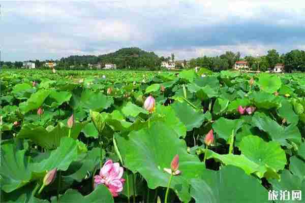 2019雁江區(qū)第三屆荷花節(jié) 時間+活動內(nèi)容