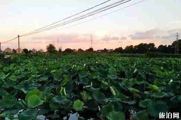 2019靖江生祠東進荷花節地點+活動內容 2019靖江生祠東進荷花節地點+活動內容