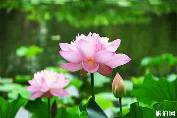 紫竹院公園荷文化展 時間+活動內容2019 紫竹院公園荷文化展 時間+活動內容2019