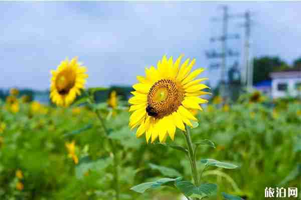 长沙望城桥驿镇群力村向日葵花开 附交通指南 长沙望城桥驿镇群力村向日葵花开 附交通指南