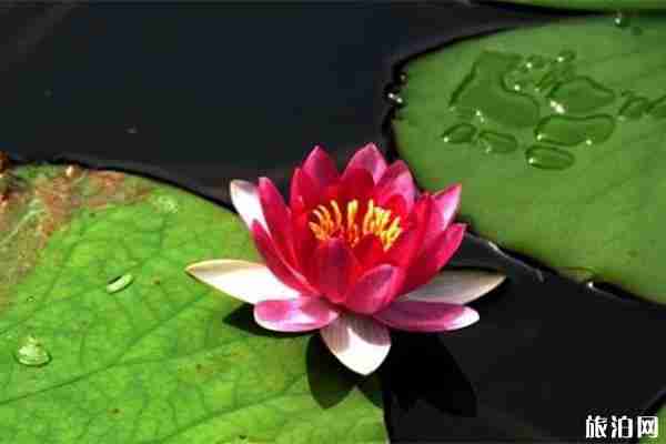 滕州微山湖濕地紅荷節 時間+活動內容+垂釣開放信息