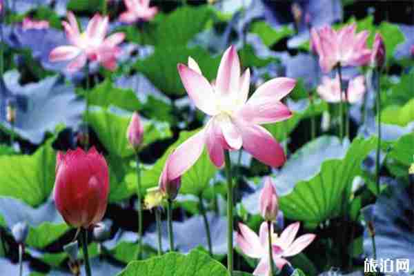 滕州微山湖濕地紅荷節 時間+活動內容+垂釣開放信息