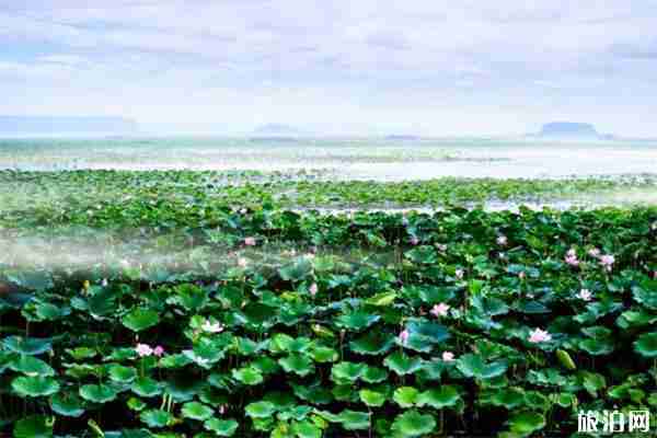 滕州微山湖濕地紅荷節 時間+活動內容+垂釣開放信息