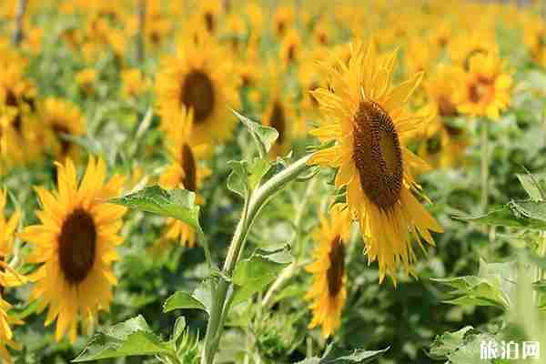 宜春蜂窩農場門票多少 宜春蜂窩農場門票多少