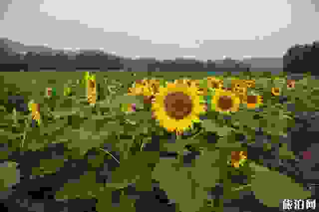 濟南向日葵哪里可以看 濟南向日葵哪里可以看