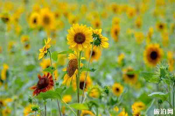 濟南向日葵哪里可以看 濟南向日葵哪里可以看