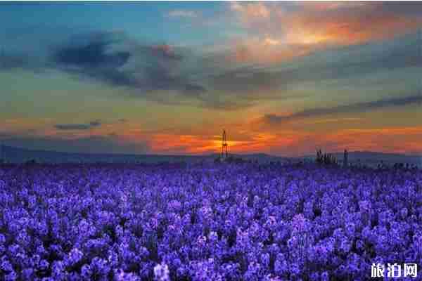 敦煌第五屆李廣杏采摘節(jié) 時(shí)間+活動(dòng)內(nèi)容