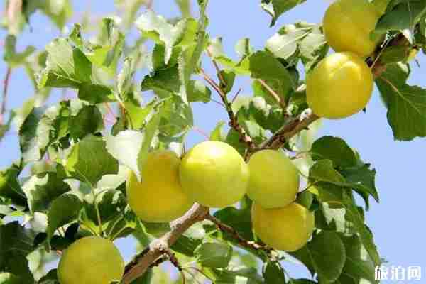 敦煌第五屆李廣杏采摘節(jié) 時(shí)間+活動(dòng)內(nèi)容