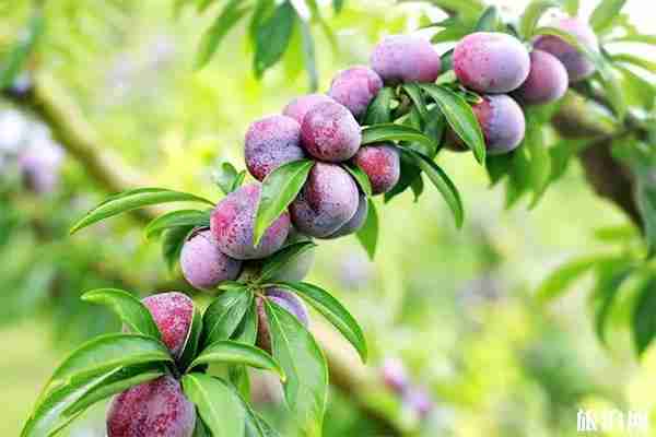 2019天峨县龙滩珍珠李节7月20日开启 2019天峨县龙滩珍珠李节7月20日开启