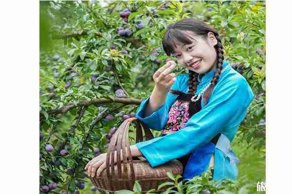 2019天峨县龙滩珍珠李节7月20日开启 2019天峨县龙滩珍珠李节7月20日开启