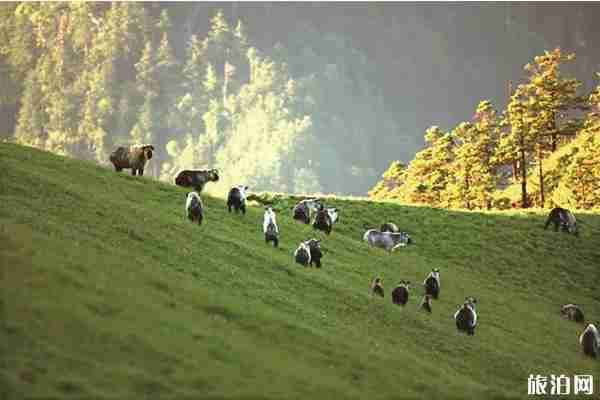 廣元景區暑假優惠信息匯總2019 廣元景區暑假優惠信息匯總2019