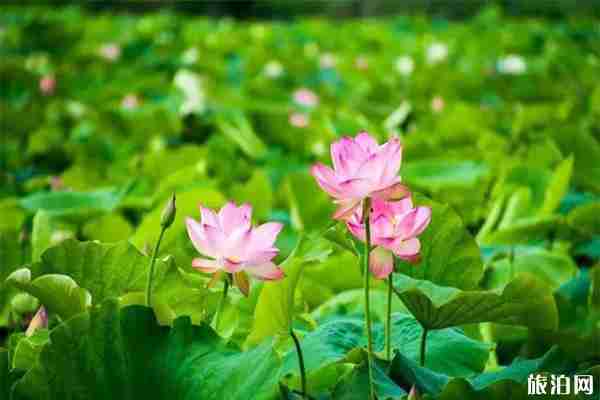 2019巴中恩陽第五屆荷花旅游文化節(jié) 時間+活動內(nèi)容