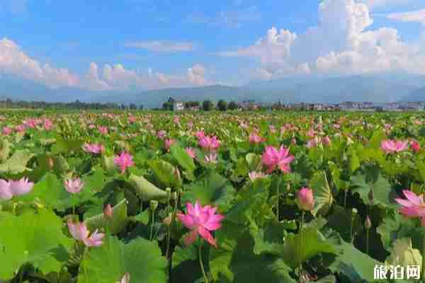 2019巴中恩陽第五屆荷花旅游文化節(jié) 時間+活動內(nèi)容